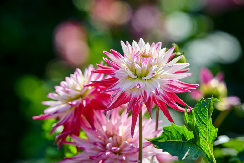 Semi-Kaktus Dahlie Sorbet | Eleganz und duftige Schönheit, im strahlenden Licht ausgesandt von den rot-weißen Blüten der Semi-Kaktus Dahlie „Sorbet“. — Auflösung des Originals: 8256 x 5504 px. - Realisiert mit Pictrs.com
