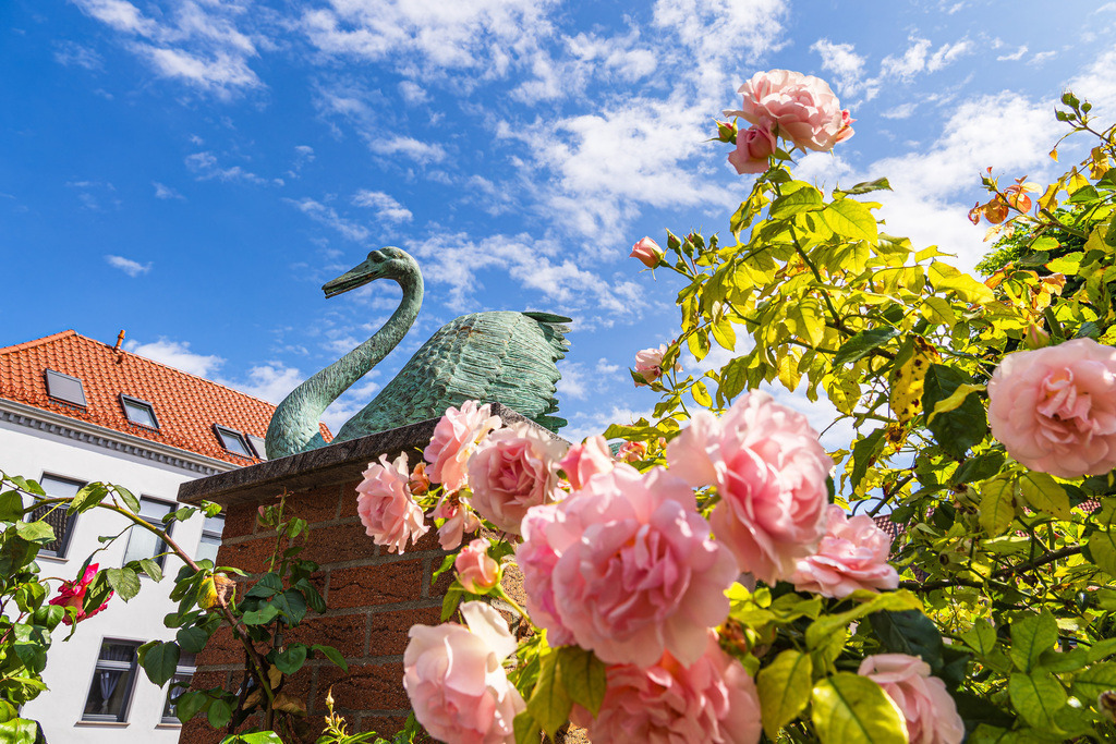 Rosen und Skulptur von einem Schwan in der Stadt Schwaan | Rosen und Skulptur von einem Schwan in der Stadt Schwaan.