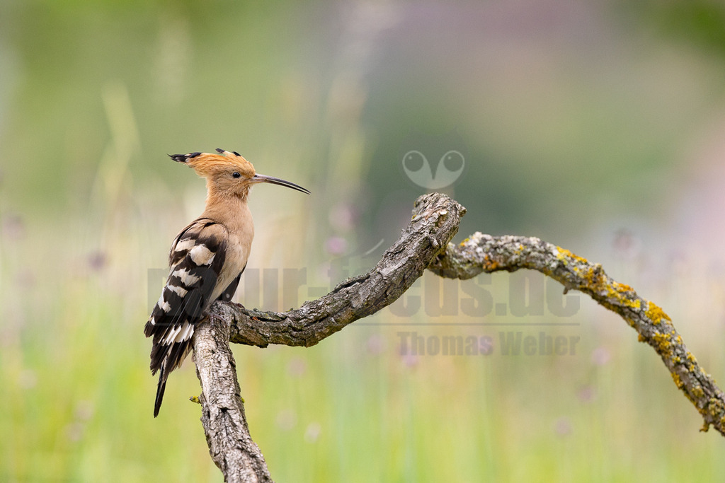 R6NF5686_20240530 | Der Bildershop von www.natur-focus.de bietet ihnen den einfachen Kauf von Bildmaterial per Download aus allen Bereichen der Natur. In den Galerien finden sie Landschaftsfotos, Tierbilder und natürlich auf Pflanzenfotos. - Realisiert mit Pictrs.com