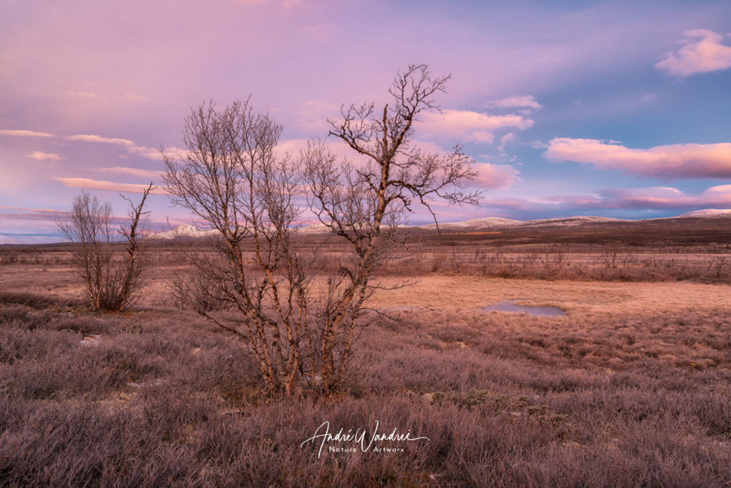 Morgengrauen in der Taiga | Andre Wandrei - Nature Artworx - Realisiert mit Pictrs.com