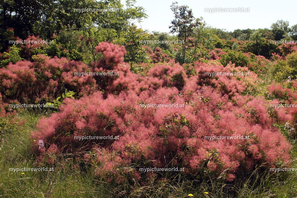 Perückenstrauch-024 | Das Bilderarchiv über Tiere, Planzen und Landschaften. In der Bilddatenbank finden Sie ein große Auswahl an hochwertigen Bilder für Ihre Werbung - Realisiert mit Pictrs.com