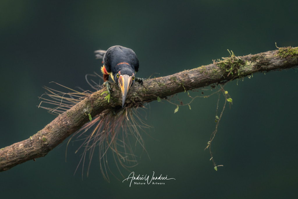 Wachposten mit Schnabel | Andre Wandrei - Nature Artworx - Realisiert mit Pictrs.com