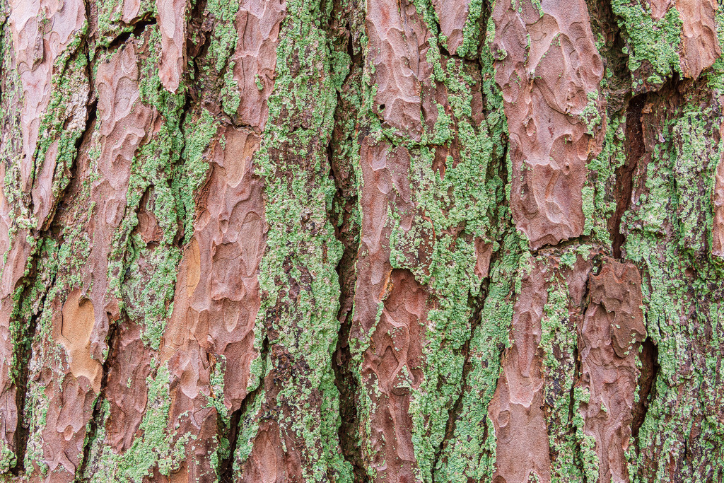 Rinde eines alten Baumes auf der Insel Rügen | Rinde eines alten Baumes auf der Insel Rügen.