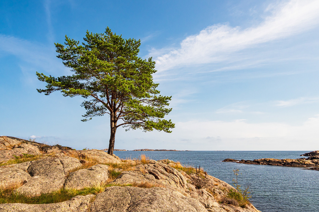 Landschaft mit Baum im Naturreservat Bøkeskogen in Norwegen | Landschaft mit Baum im Naturreservat Bøkeskogen in Norwegen.