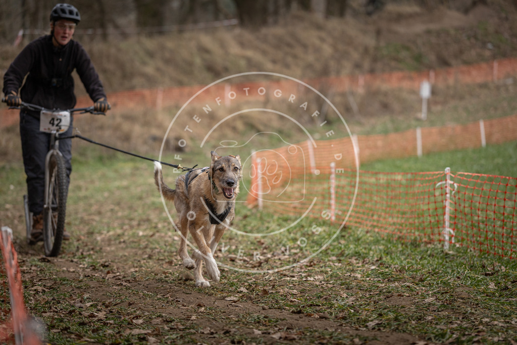 Pfotenfotografie_DV3A0579 | Hundefotografie, Tierfotograf, Pfotenfotografie, Fotoshooting Hund, Hunde Portrait, Hundesport, Hundeportraits, Heideshooting, Hunde, Sportfotograf, Hundefotograf, Turnierhundsport, THS,  - Realisiert mit Pictrs.com