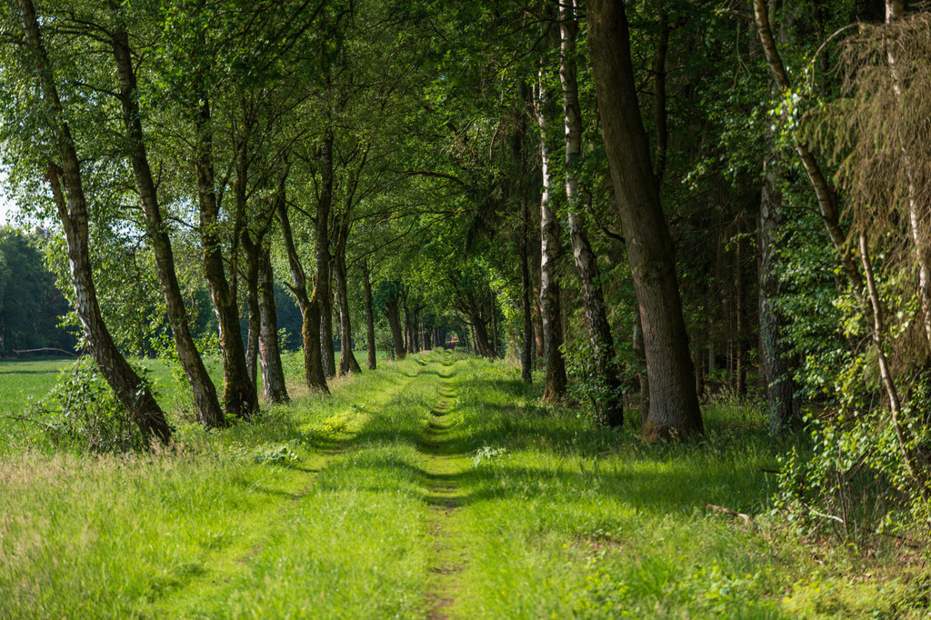 Allee | pressefoto-homann - Realisiert mit Pictrs.com