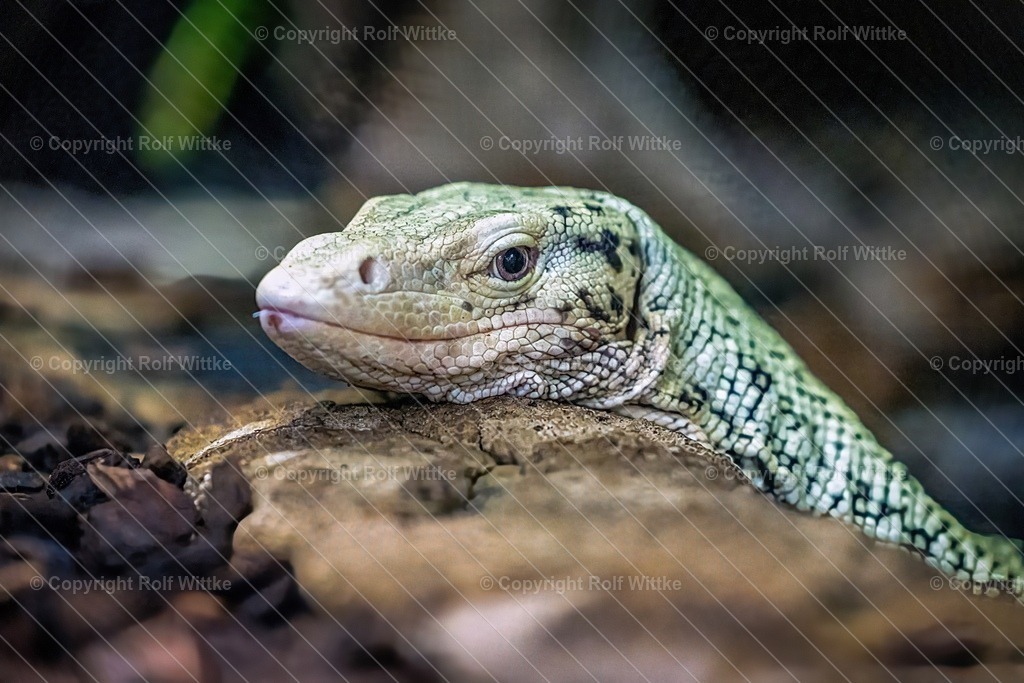 waran | Rolf Wittke  - Realisiert mit Pictrs.com