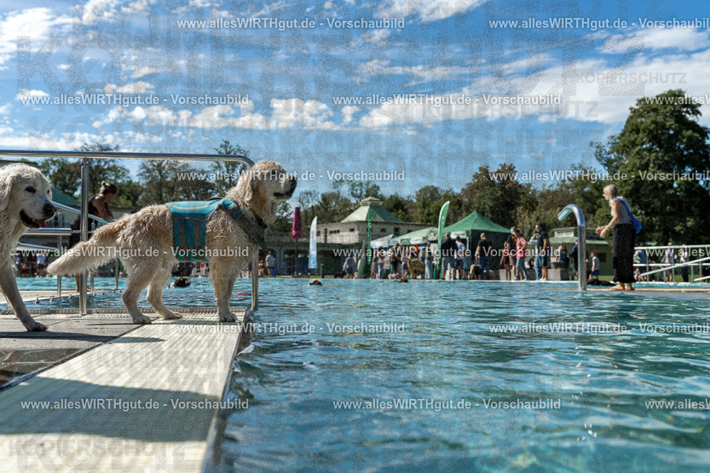 Hundeschwimmen_Volksbad_2026-allesWIRTHgut_Tierfotografie-2609061304-121424-7R500465 | Professionelle Tierfotografie in Mönchengladbach von Daniel Wirth (allesWIRTHgut). Liebevolle & natürliche Bilder von Hunden & Katzen für unvergessliche Erinnerungen.