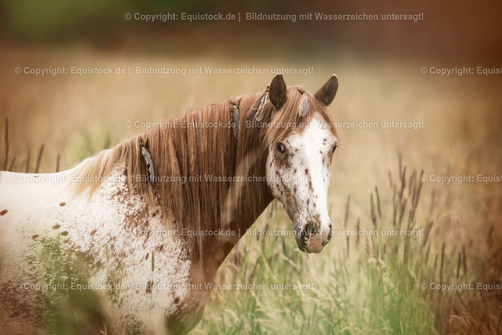 20150627_TOMsPiC_0187 | equistock