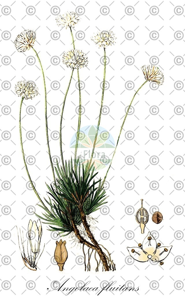 HistAbb_wfo-0000536542_366_ENZY_Simple | Historische Abbildung von Angolaea fluitans - Podostemaceae | Historical Illustration of Angolaea fluitans - Podostemaceae