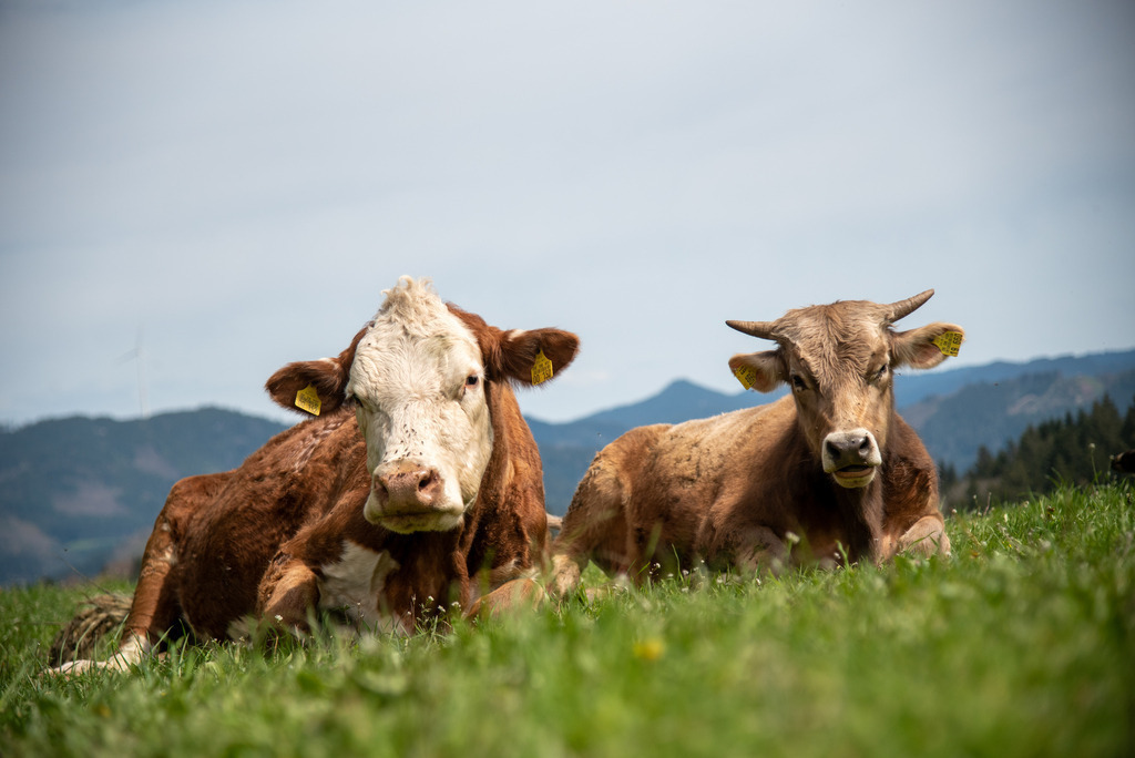 Kühe auf der Weide | Kühe auf der frischen Weide - Realisiert mit Pictrs.com