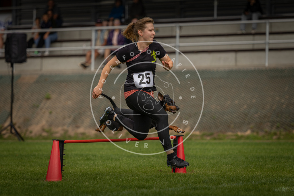 Pfotenfotografie_DV3A7615 | Hundefotografie, Tierfotograf, Pfotenfotografie, Fotoshooting Hund, Hunde Portrait, Hundesport, Hundeportraits, Heideshooting, Hunde, Sportfotograf, Hundefotograf, Turnierhundsport, THS,  - Realisiert mit Pictrs.com