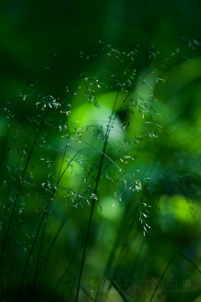 Gräser | Gräser - Realisiert mit Pictrs.com