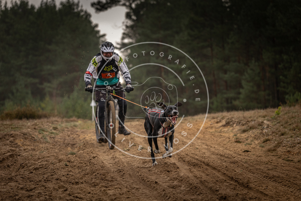 Pfotenfotografie_DV3A4806 | Hundefotografie, Tierfotograf, Pfotenfotografie, Fotoshooting Hund, Hunde Portrait, Hundesport, Hundeportraits, Heideshooting, Hunde, Sportfotograf, Hundefotograf, Turnierhundsport, THS,  - Realisiert mit Pictrs.com
