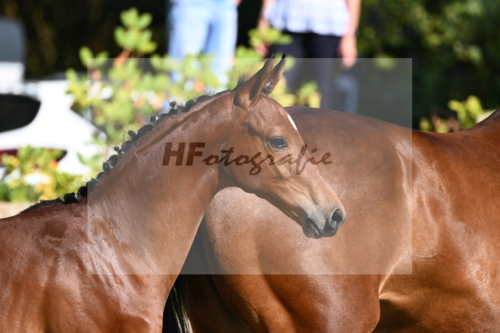 Praesentation Auktionsfohlen_36230368 | hf-fotografie - Realisiert mit Pictrs.com