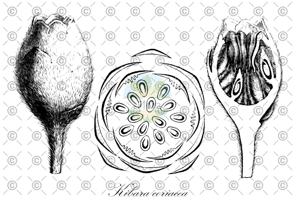 HistAbb_wfo-0000220960_1_ENZY_Simple | Historische Abbildung von Kibara coriacea - Monimiaceae | Historical Illustration of Kibara coriacea - Monimiaceae