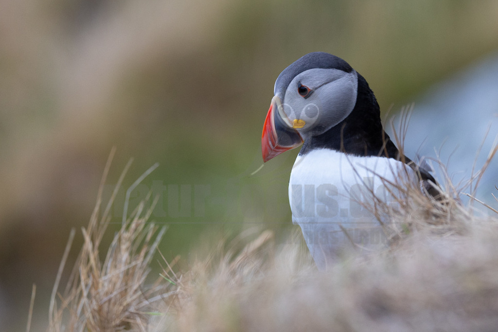 R5NF2274-20230719 | Das Bild zeigt einen Papageitaucher (Fratercula arctica) in seinem natürlichen Lebensraum. Der Vogel sitzt im Gras und blickt nach links. Sein farbenfroher Schnabel und das markante Gefieder sind gut zu erkennen. - Realisiert mit Pictrs.com