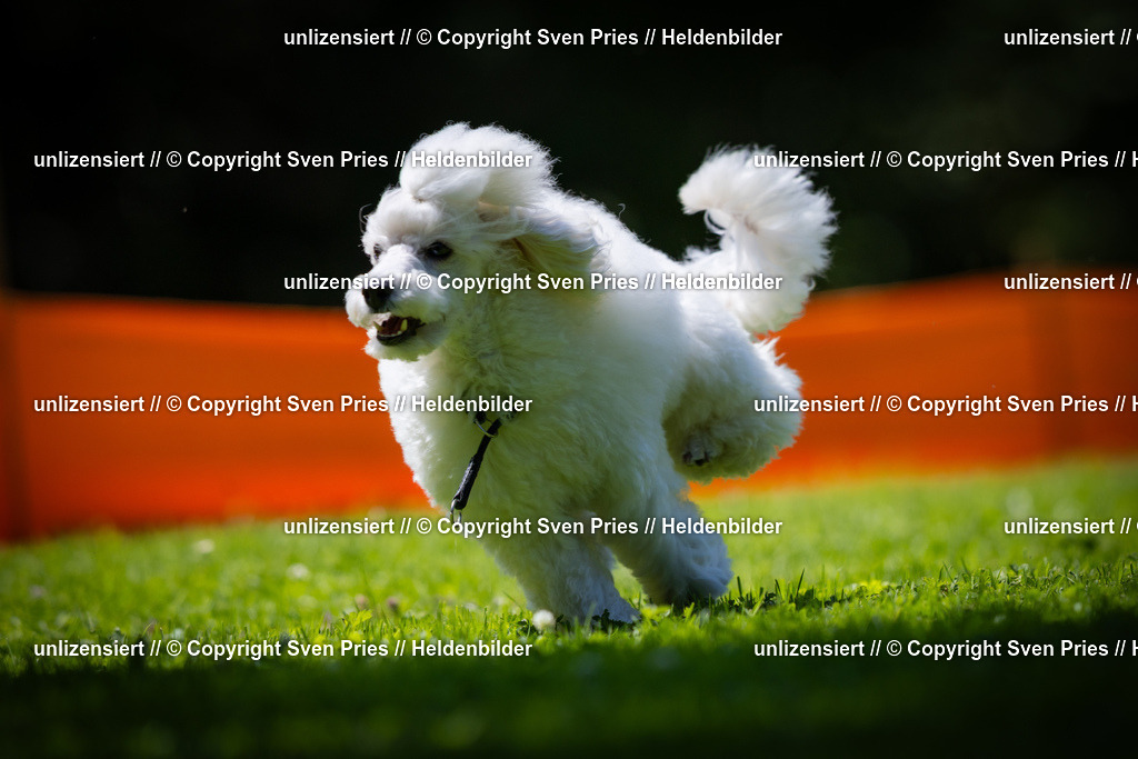 Sven Pries | 2025-08-10 - Hunderennen Durlach - Realisiert mit Pictrs.com