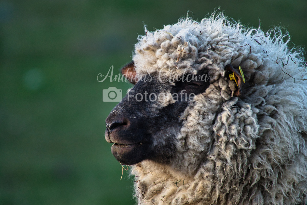Ein Schwarzkopfschaf beim dösen | Der Onlineshop für malerische Fotografien aus dem Landkreis Vechta✅ Premium Druck auf Leinwand✅ Acryl✅ oder Alu-Dibond✅➤Jetzt Bestellen! - Realisiert mit Pictrs.com
