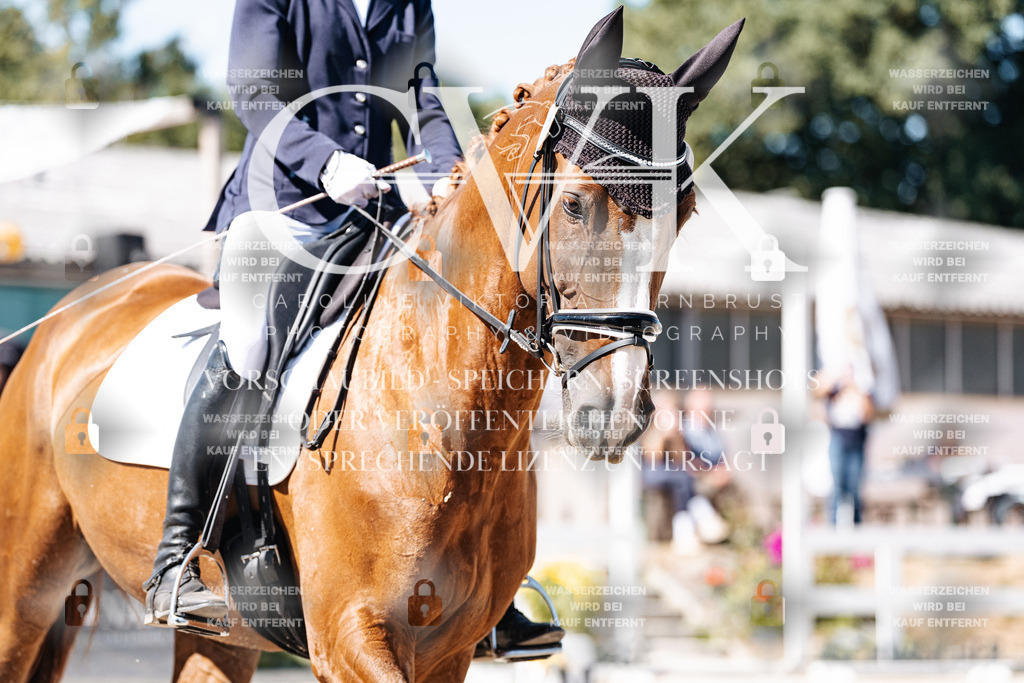 CK909294 | Turnierfotografie Pferdefotografie Trier Rheinland-Pfalz Pferdesport Reitsport Tierfotografie Sportfotografie Pferdevideo Pferdevideografie Equestrianvideography equestrianphotography  - Realisiert mit Pictrs.com