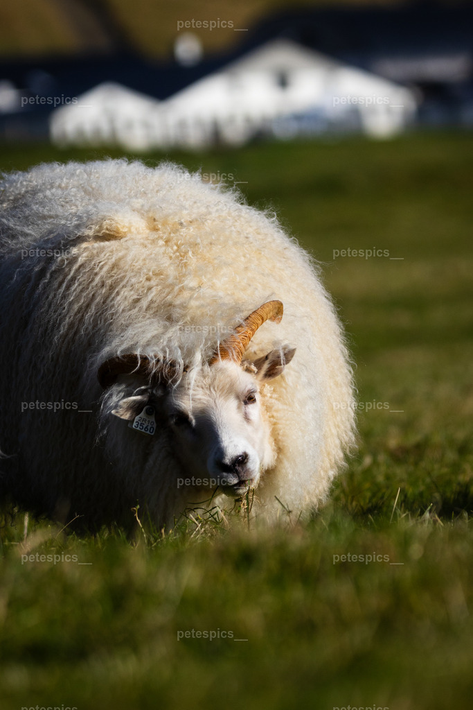 IMG_3009 | petespics