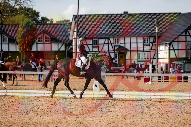 2026_10_03_Siefer-Hof_133525_Z63_95153739 | Professionelle Reitsport-, Turnier- und Eventfotografie von Robert Broda. Galerien mit ausgewählten und bearbeiteten Bildern direkt online ansehen und bestellen.