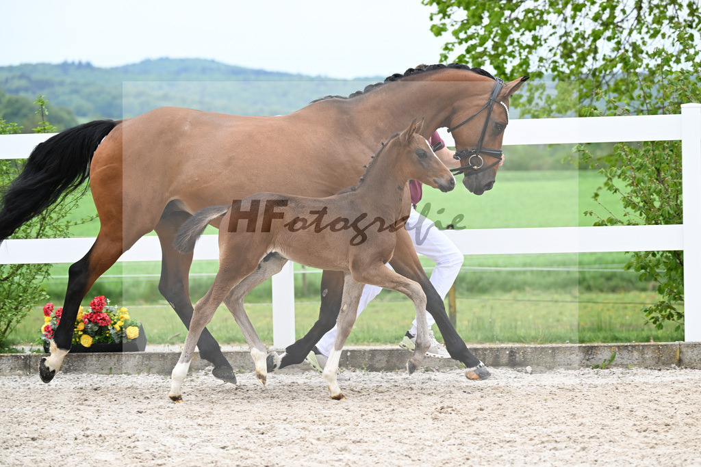 Kat-Nr. 27 HF St. Noble x Sezuan_Fetzer_23260871 | hf-fotografie - Realisiert mit Pictrs.com