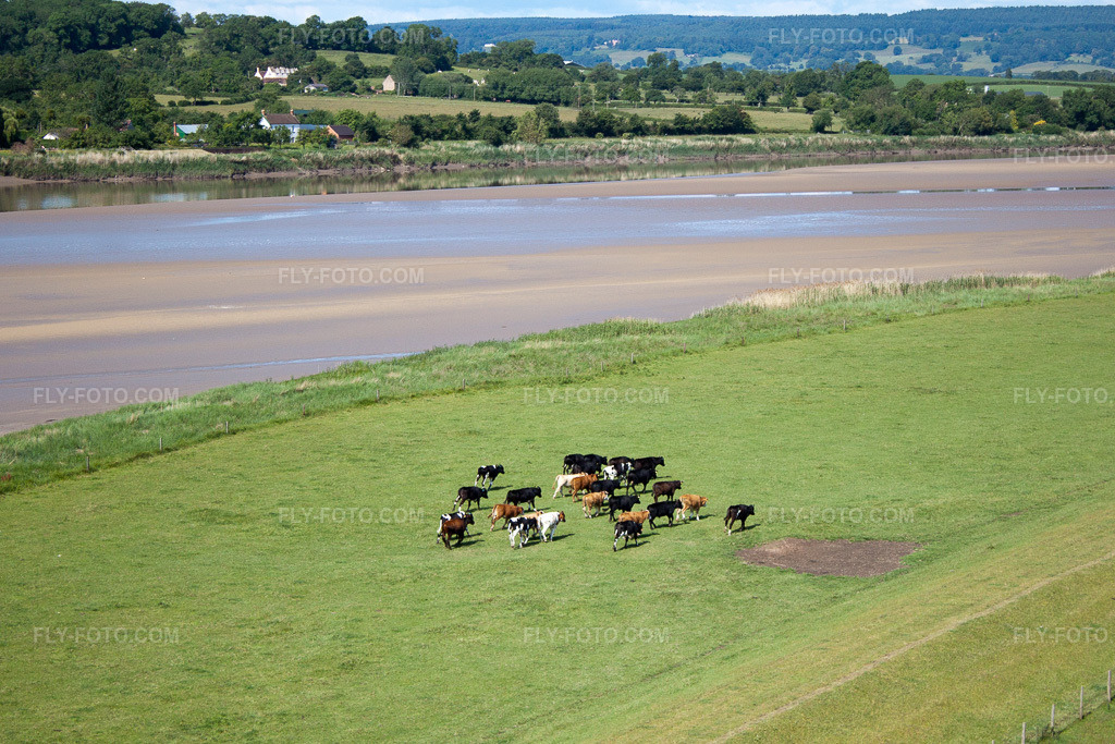 Aerial view: A herd of calves in front of the dike at the mouth of the River Severn near Framilode in the district Upper Framilode in Newnham in the state England, Great Britain. – Photo: IMG_40777(39740).jpg taken on 06/11/2011 by Werner Riehm/FLY-FOTO.com – Resolution of the original: 4413 x 2942 px