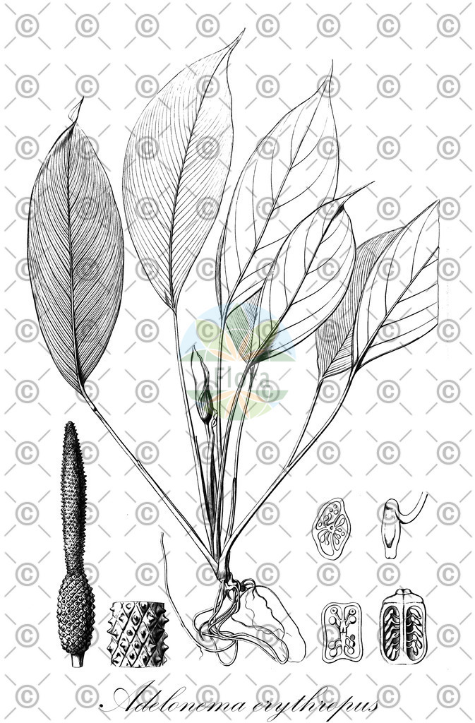 HistAbb_wfo-0000761503_1_ENZY_Simple | Historische Abbildung von Adelonema erythropus - Araceae | Historical Illustration of Adelonema erythropus - Araceae