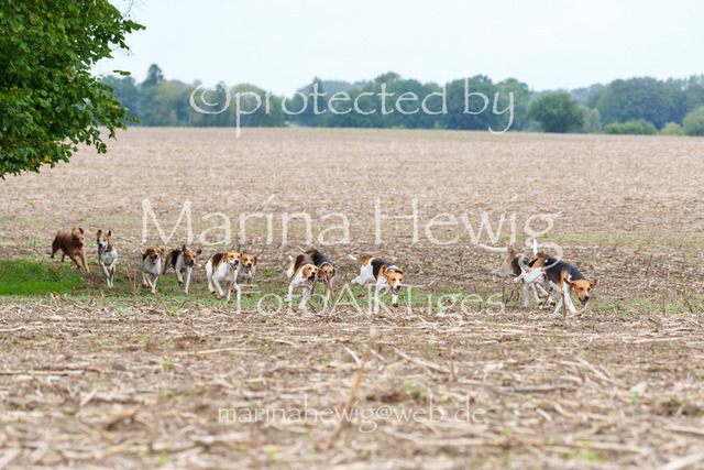 Jagd Perdoel 26 Sony-03258_MarinaHewig | Fotografie, FotoArt, PferdesportArt, Pferdesportfotografie, Landschaftsfotografie, Reisefotografie, Reise, Pferde - Realisiert mit Pictrs.com