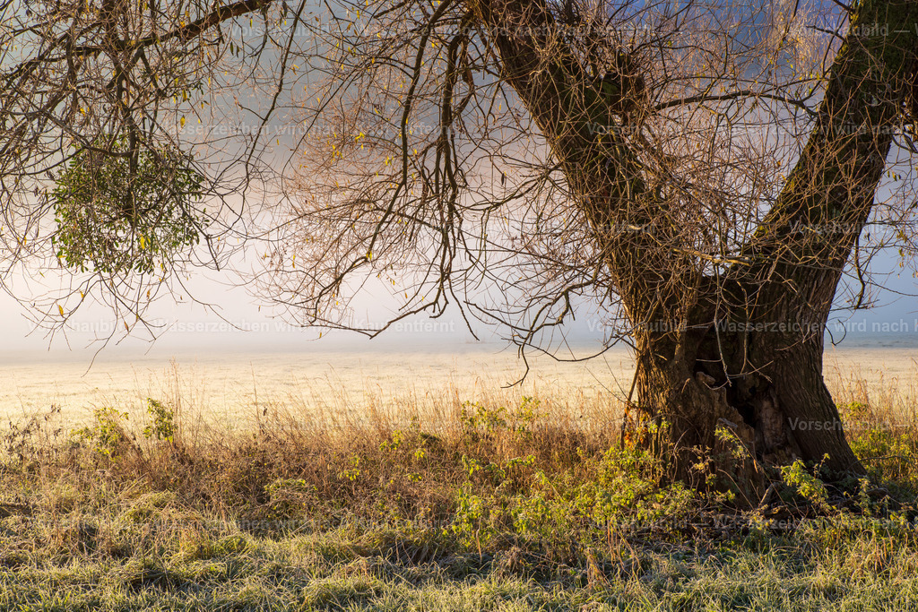 Alter Mistelbaum im Nebel | im Schwarzwald - Realisiert mit Pictrs.com