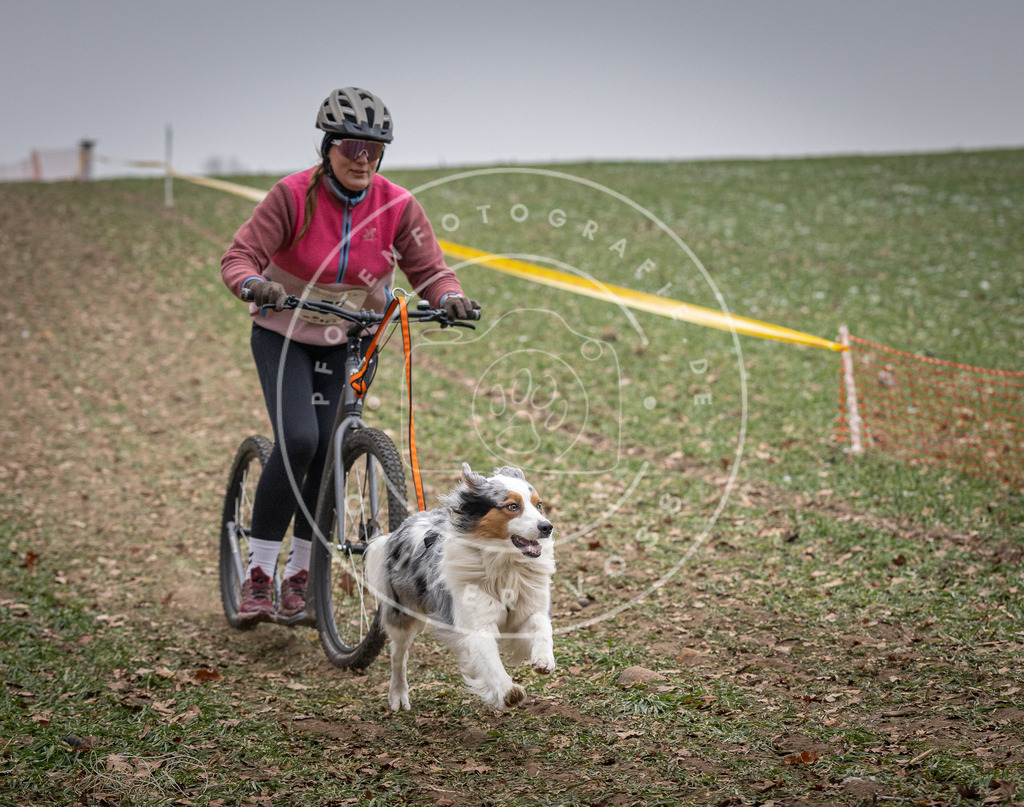 Pfotenfotografie_DV3A1718 | Hundefotografie, Tierfotograf, Pfotenfotografie, Fotoshooting Hund, Hunde Portrait, Hundesport, Hundeportraits, Heideshooting, Hunde, Sportfotograf, Hundefotograf, Turnierhundsport, THS,  - Realisiert mit Pictrs.com