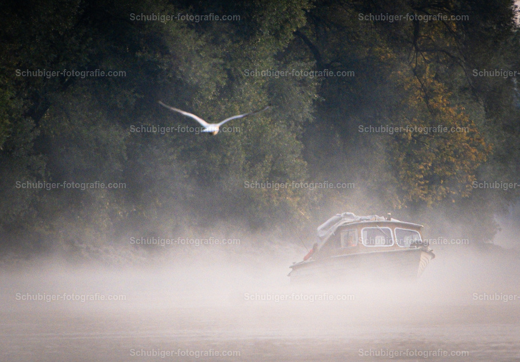 Fischerboot mit Möve | Fischerboot im Morgennebel mit Möve auf der Aare - Realisiert mit Pictrs.com