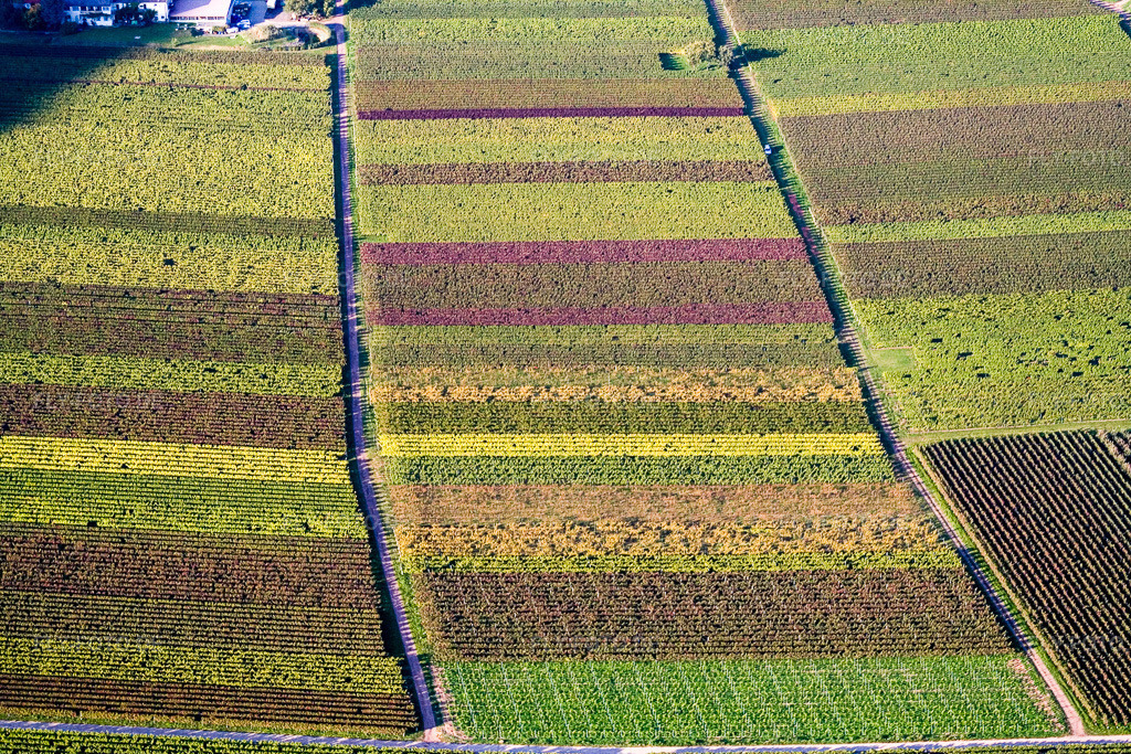 Luftbild: Herbstliches Reblaub in Eschbach im Bundesland Rheinland-Pfalz in Deutschland. Foto: IMG_13701.jpg vom 28.09.2008 durch Werner Riehm/FLY-FOTO.de
