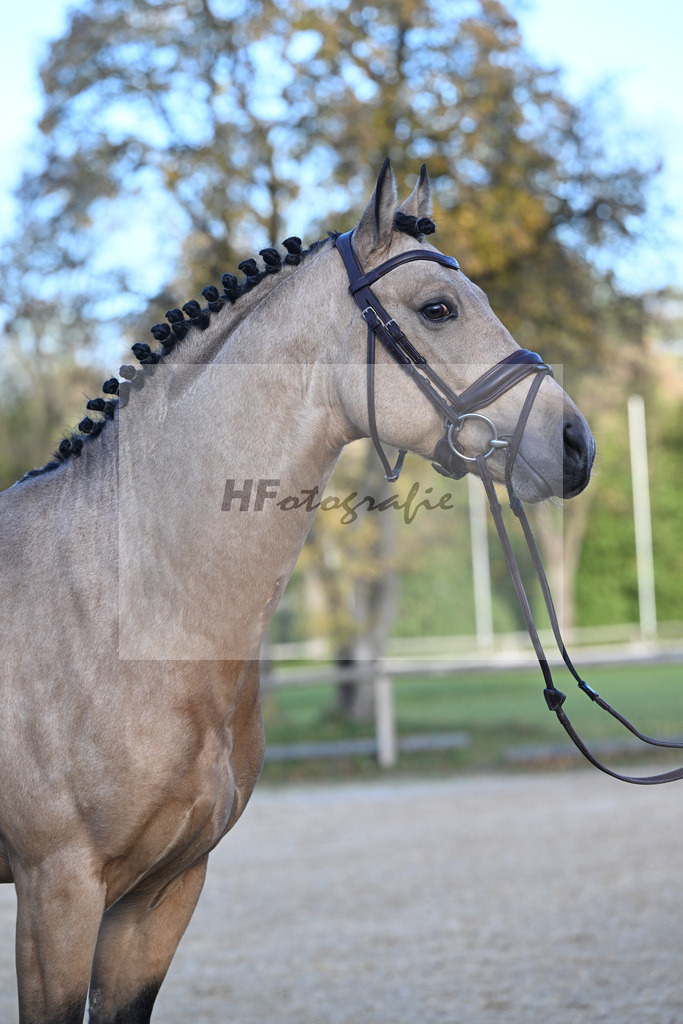 Kat-Nr. 11 Magnus HL v. Mescal_ZG Donau-Ries_43250922 | hf-fotografie - Realisiert mit Pictrs.com