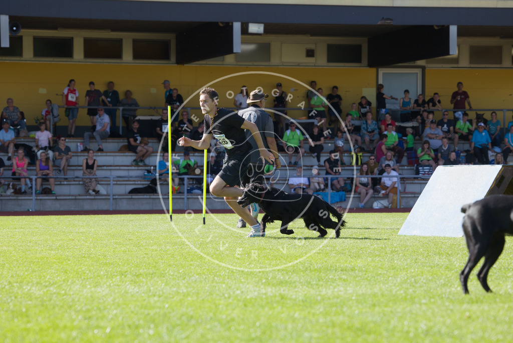 0L8A7985 | Hundefotografie, Tierfotograf, Pfotenfotografie, Fotoshooting Hund, Hunde Portrait, Hundesport, Hundeportraits, Heideshooting, Hunde, Sportfotograf, Hundefotograf, Turnierhundsport, THS,  - Realisiert mit Pictrs.com