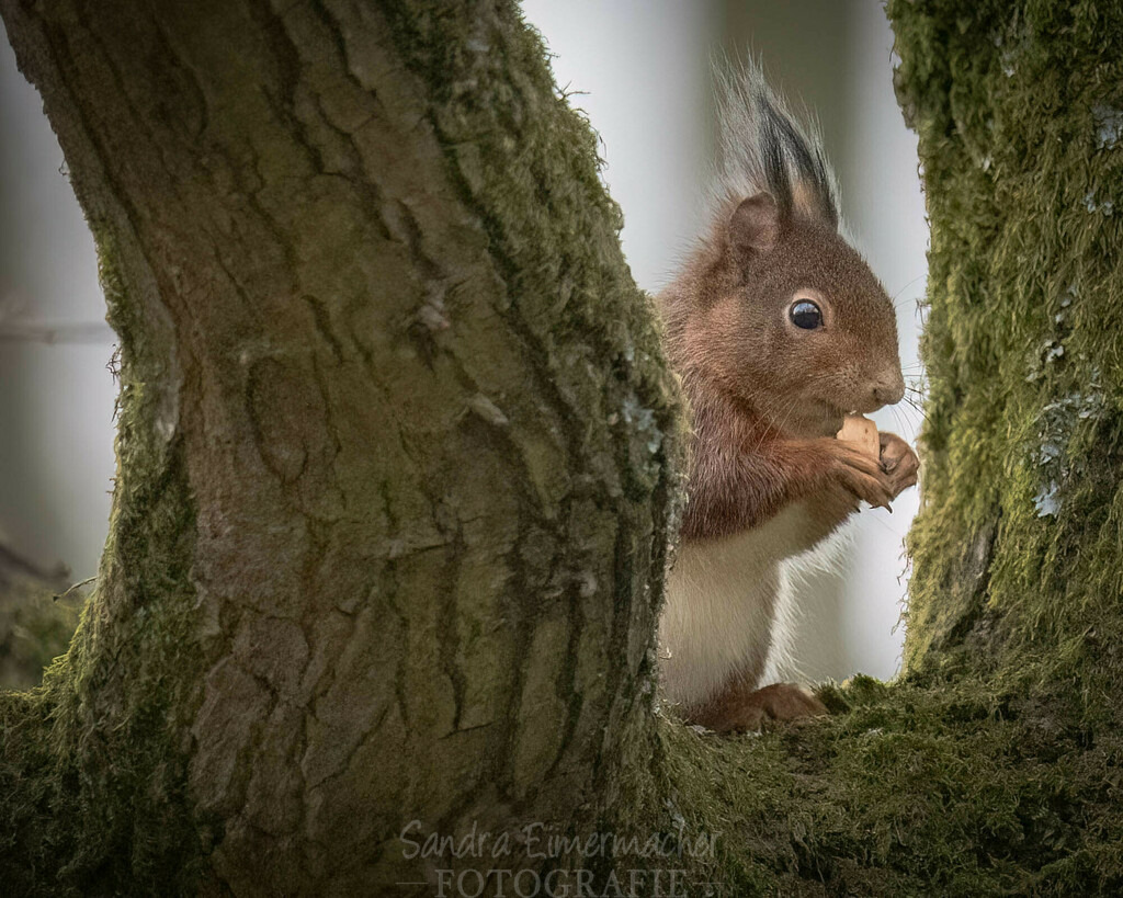 Eichhörnchen beim kleinen Snack | Auch Eichhörnchen machen Picknick in der Rheinaue - Realisiert mit Pictrs.com
