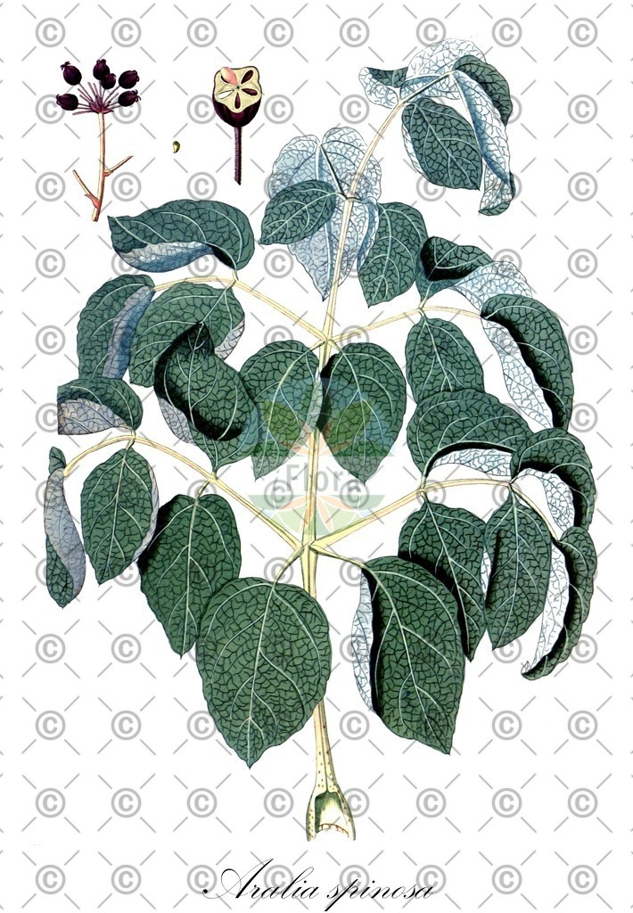 HistAbb_wfo-0000260032_1_ENZY_Simple | Historische Abbildung von Aralia spinosa - Araliaceae | Historical Illustration of Aralia spinosa - Araliaceae