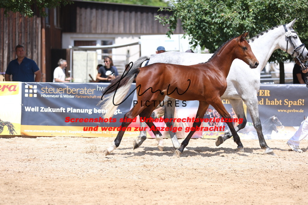 Fohlenschau_Schwäbisch_Hall_springbetonte_Fohlen_KN 24_8 | lmwpictures - Realisiert mit Pictrs.com