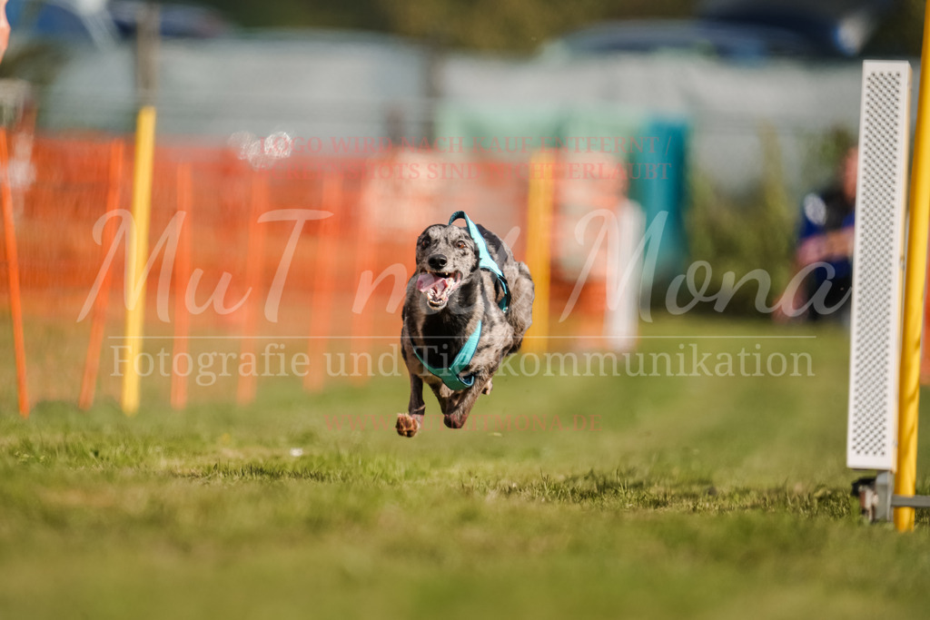 20250928_Hunderennen-202 | MuT (Mensch und Tier) mit Mona - Fotografie und Tierkommunikation - Realisiert mit Pictrs.com