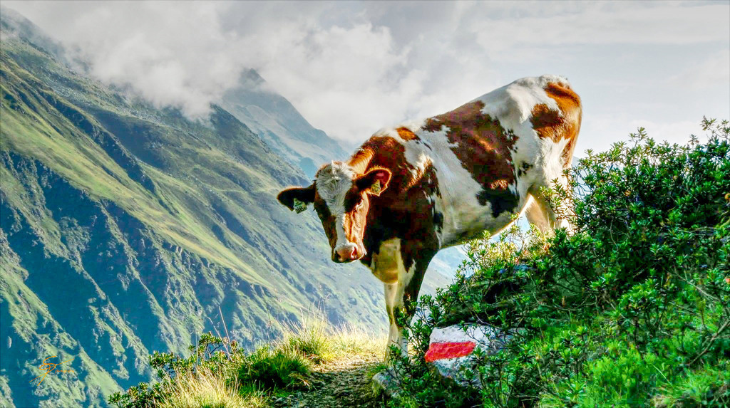 Alpin Kuh | www-pimpup-me - Realisiert mit Pictrs.com