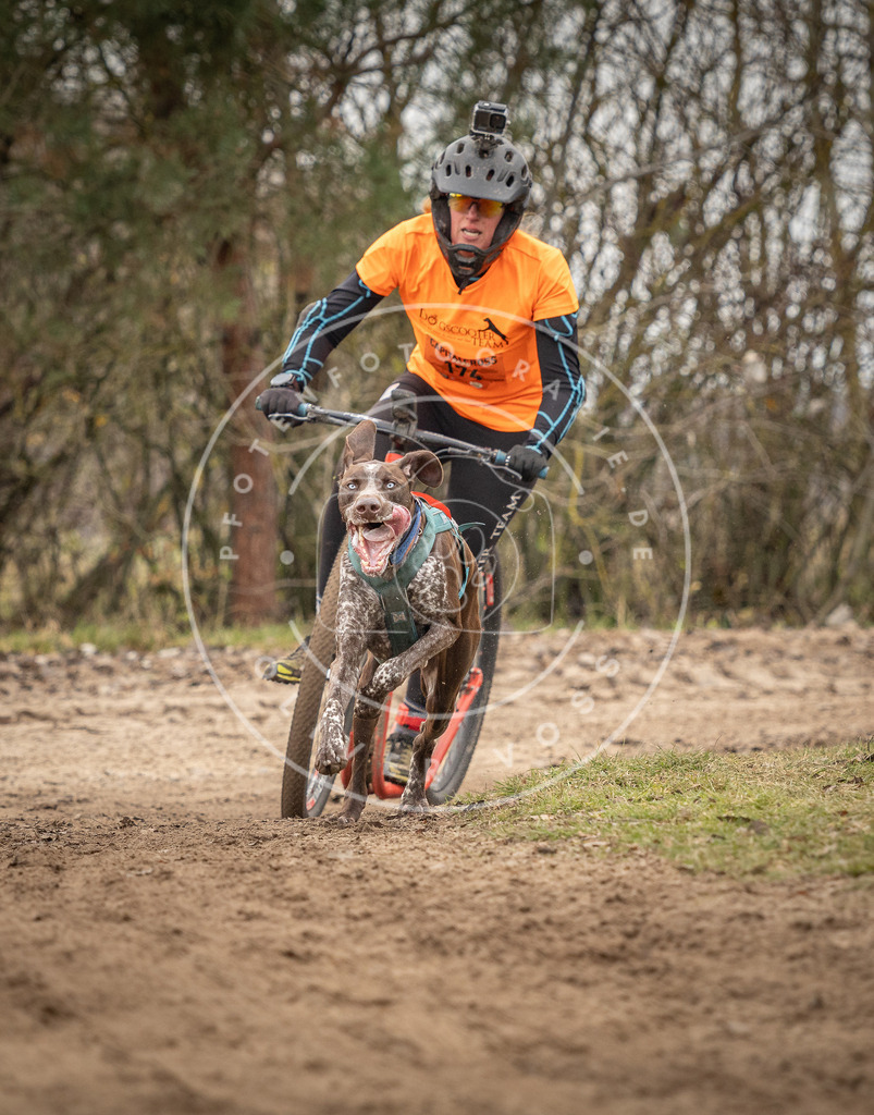 Pfotenfotografie_DV3A9792 | Hundefotografie, Tierfotograf, Pfotenfotografie, Fotoshooting Hund, Hunde Portrait, Hundesport, Hundeportraits, Heideshooting, Hunde, Sportfotograf, Hundefotograf, Turnierhundsport, THS,  - Realisiert mit Pictrs.com