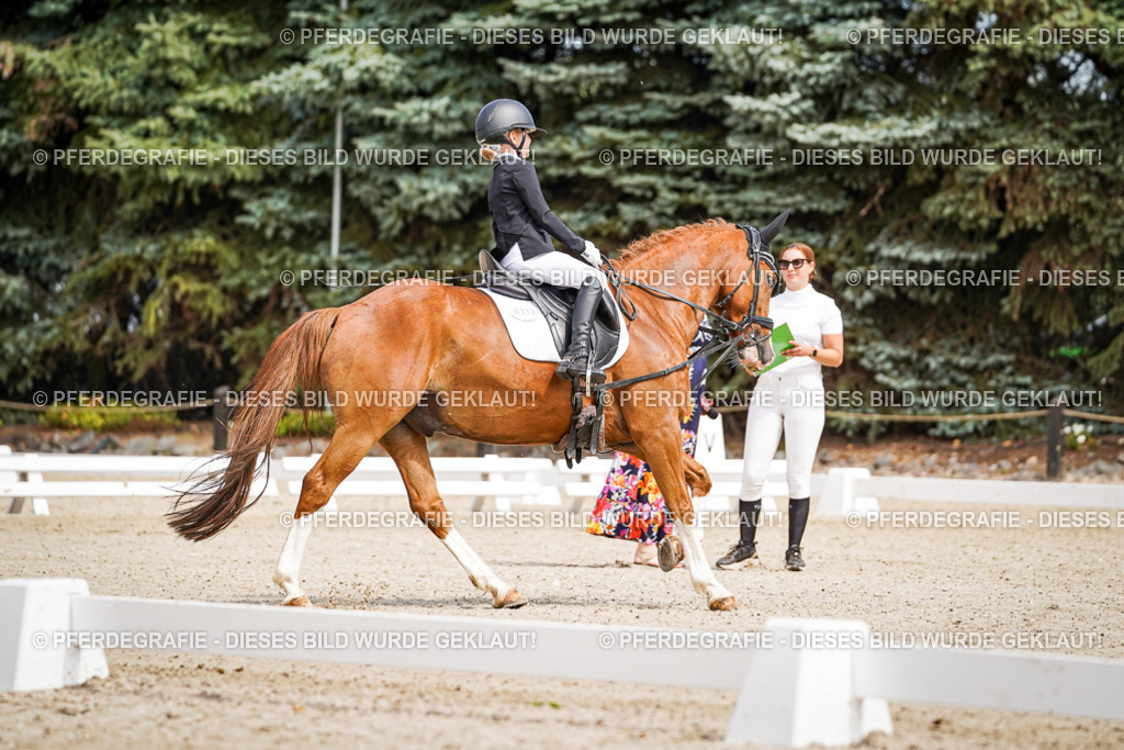 DSC02569 | Pferdegrafie