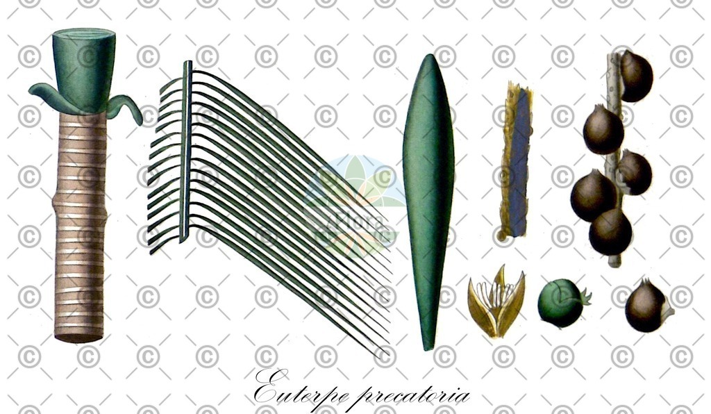 HistAbb_EMP_124011_2_FLORAD_SIMPLE | Historische Abbildung von Euterpe precatoria - Arecaceae | Historical Illustration of Euterpe precatoria - Arecaceae