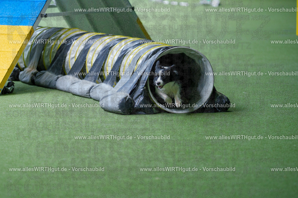 @allesWIRTHgut_Tierfotografie - www.allesWIRTHgut.de - 2604251252-7R502973 | Professionelle Tierfotografie in Mönchengladbach von Daniel Wirth (allesWIRTHgut). Liebevolle & natürliche Bilder von Hunden & Katzen für unvergessliche Erinnerungen.