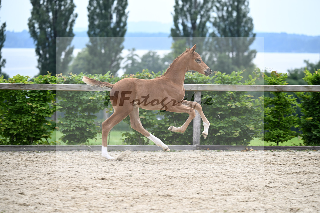 Kat-Nr. 20 Viva Gold x Florencio I_SF_Lechl_14250641 | hf-fotografie - Realisiert mit Pictrs.com