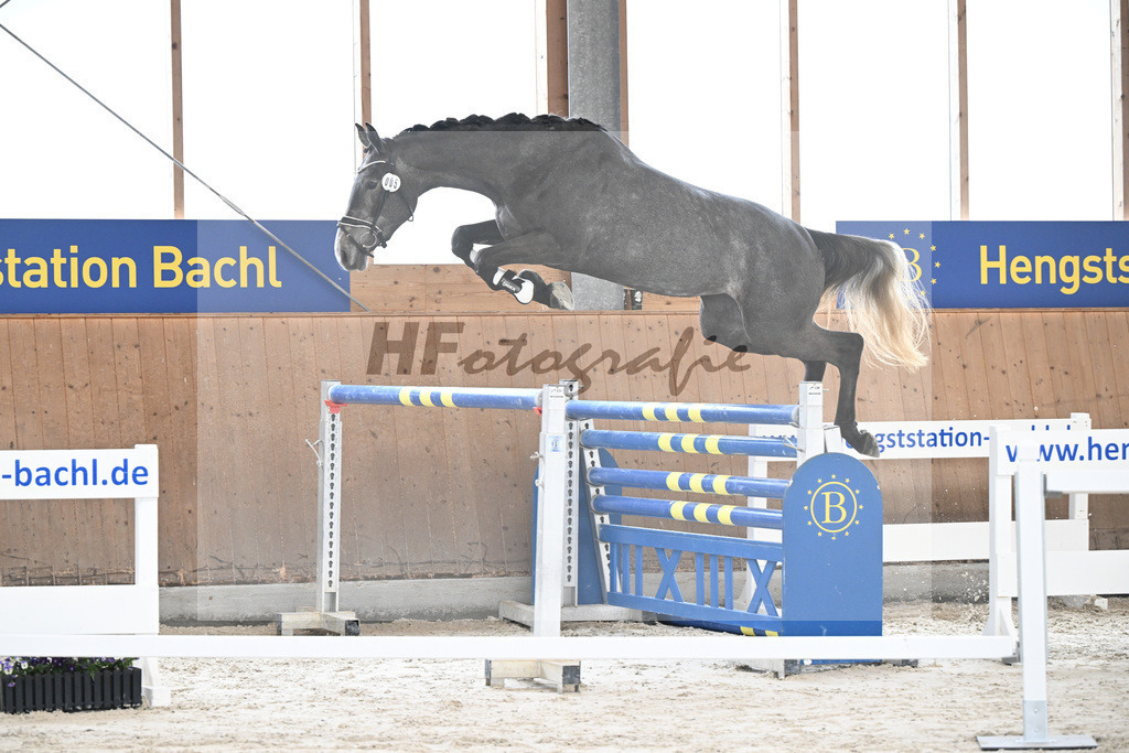 Kat-Nr. 5 Geyers Larimar v. Cizero Z_Geyer_5251429 | hf-fotografie - Realisiert mit Pictrs.com