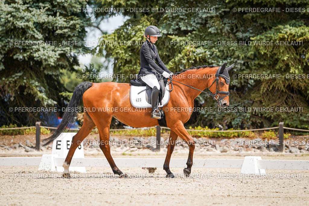 DSC03271 | Pferdegrafie