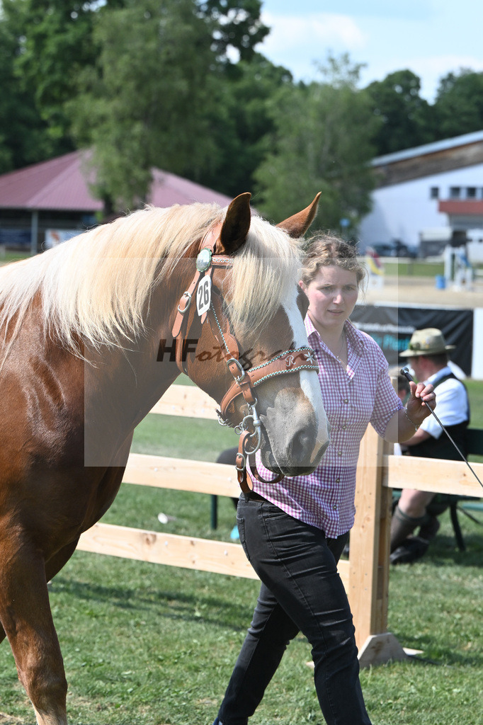 Kat-Nr. 26 Coco_Lichtenegger_20230402 | hf-fotografie - Realisiert mit Pictrs.com