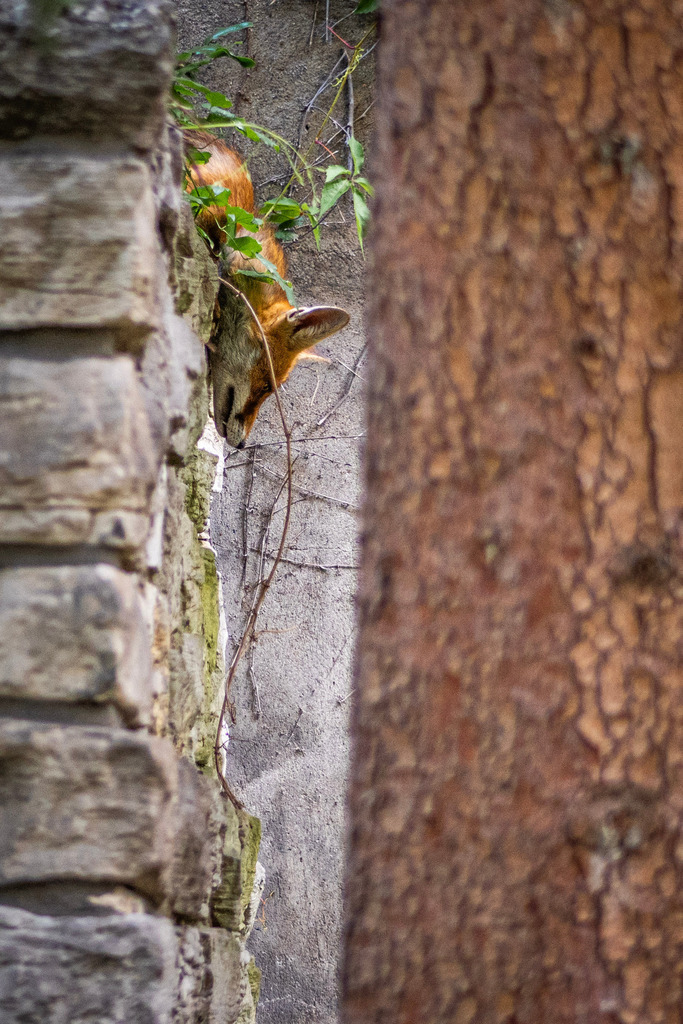 _DSC3931 (1) | kaefersammler_roy - Realisiert mit Pictrs.com